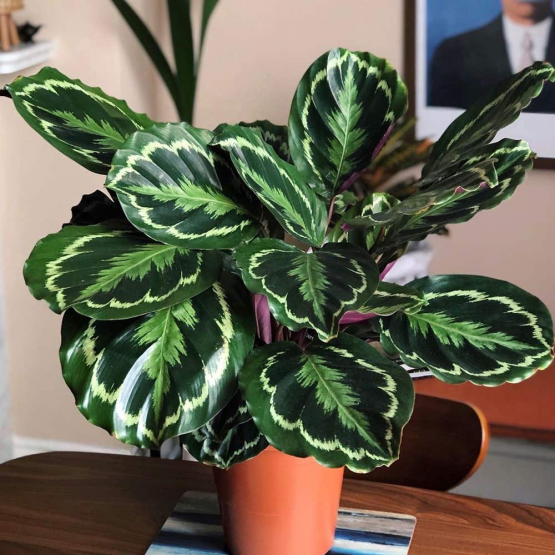 calathea medalion